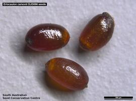   Seeds:   Eriocaulon carsonii ; Photo by South Australian Seed Conservation Centre, used with permission
